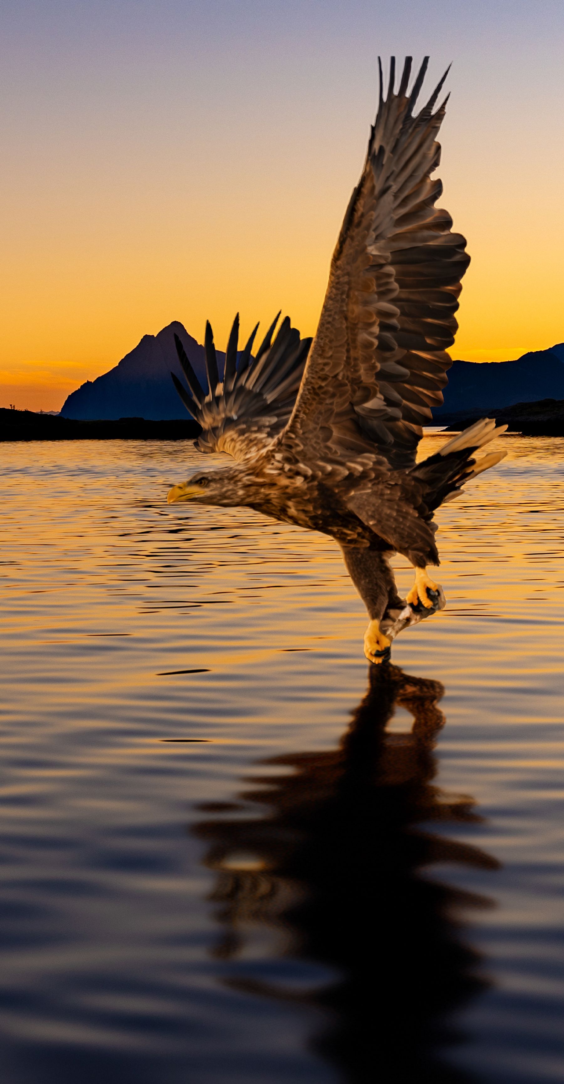 Eagle in Flight Over the Lofoten Fjords